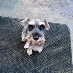 {petName}, a Light-grey, Black, White Miniature Schnauzer Dog